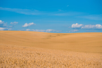 Fototapeta na wymiar golden wheat field in the countryside