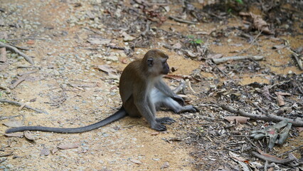 An adult male vervet monkey (Chlorocebus pygerythrus).