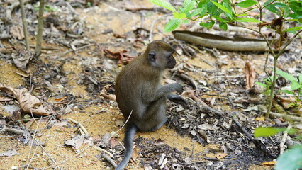 An adult male vervet monkey (Chlorocebus pygerythrus).