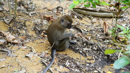 An adult male vervet monkey (Chlorocebus pygerythrus).