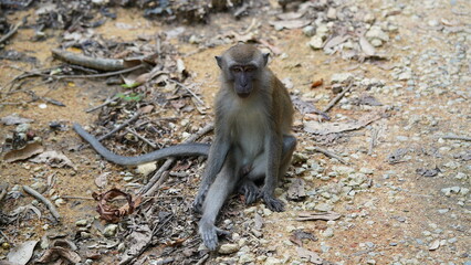 An adult male vervet monkey (Chlorocebus pygerythrus).