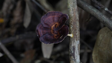 Microporus xanthopus, commonly known as the Golden-footed Polypore or the Yellow-footed Polypore,...