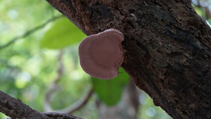 The Pink Sherbet Polypore, scientifically known as Ganoderma carnosum, is a species of fungus...