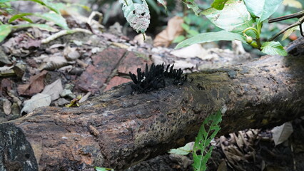mushroom|dead man's fingers mushroom