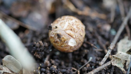 Geastrum fimbriatum|mushroom|毛嘴地星