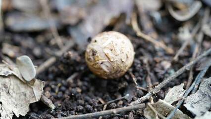 Geastrum fimbriatum|mushroom|毛嘴地星