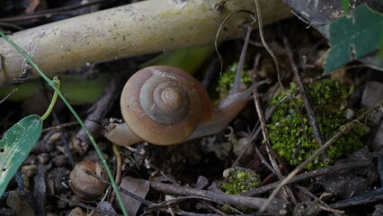 snail on a leaf