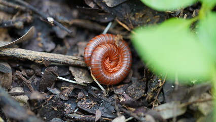 close up of a Trigoniulus corallinus	