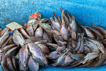Fish harvest ready for sale