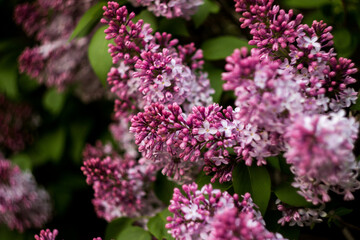 Fototapeta na wymiar Close-up of pink lilac buds that have not yet blossomed. Spring flowers
