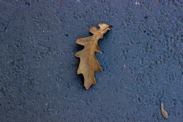 yellow dry oak leaf on the road, the first snow. seasonal close-up photo top view. Outdoor.