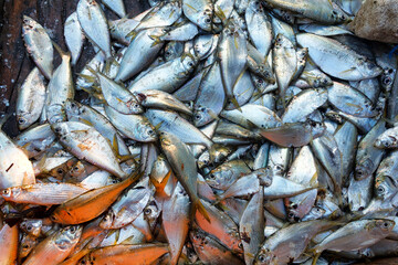 Detail of a catch of fish at a market in Accra, Ghana