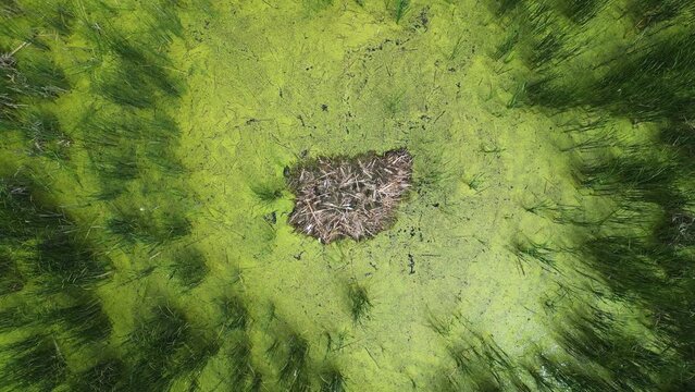 Nest of swans in cattail. Drone flying up