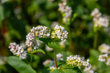 Buckwheat macro with white flowers. Fagopyrum esculentum