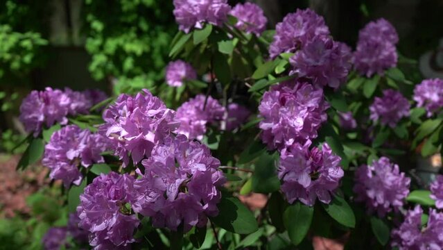 purple Flowers stock video footage