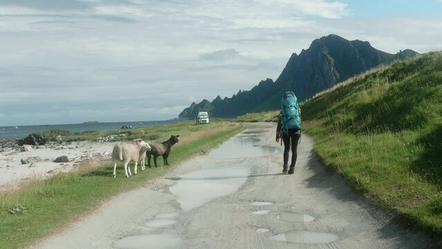 Curious Sheep are Following a Hiker Woman on a Country Road, Beautiful Norwegian Bay in the Background on a Summer Sunny Day, Bleik, Lofoten