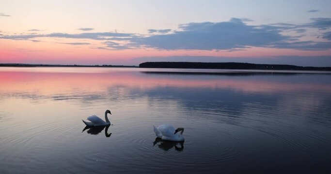 swans floating on the lake during sunset in spring, beautiful white swans feed during sunset on the lake