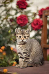 Photo of a beautiful striped kitten in a summer garden.