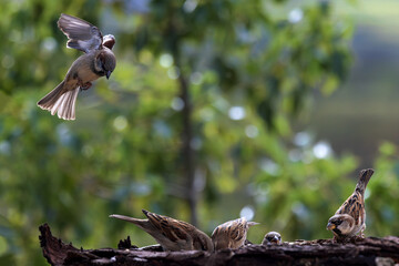 House sparrows.  (Passer domesticus). 