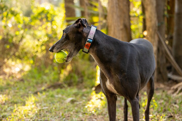 Obraz na płótnie Canvas Black greyhound dog playing in park with tennis ball in mouth
