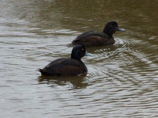 Ducks on the lake