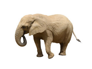 Fototapeta na wymiar African bush elephant isolated on the transparent background
