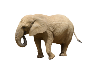 African bush elephant isolated on the transparent background