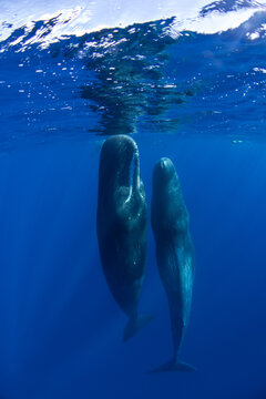Family of sperm whales sleeping in the ocean
