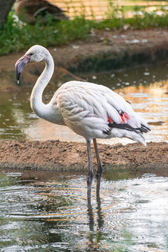 greater flamingo, (Phoenicopterus roseus), standing in a lake 