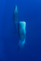 Family of sperm whales sleeping in the ocean