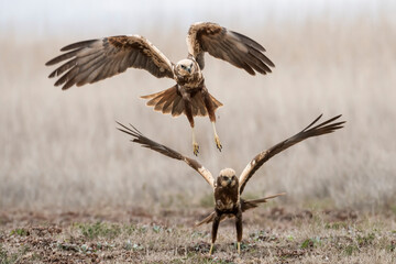 Western marsh harrier (Circus aeruginosus)