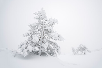 Obraz premium Pine trees in winter (Guadarrama mountains)