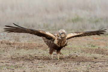 Western marsh harrier (Circus aeruginosus)