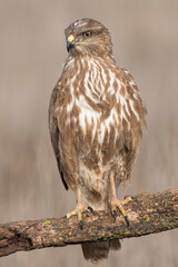 Common buzzard (Buteo buteo) in the wild