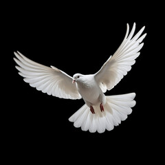 White dove flying isolated black background Created with GenAI Software
