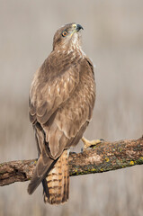 Common buzzard (Buteo buteo) in the wild