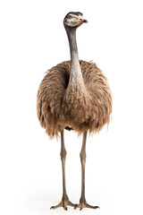 ostrich standing isolated white background Created with GenAI Software