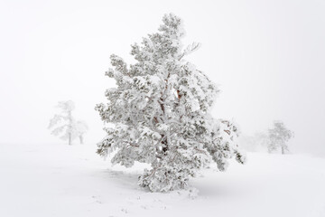 Pine trees in winter (Guadarrama mountains)