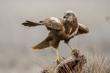 Western marsh harrier (Circus aeruginosus)