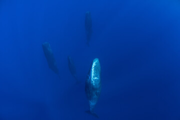 Family of sperm whales sleeping in the ocean