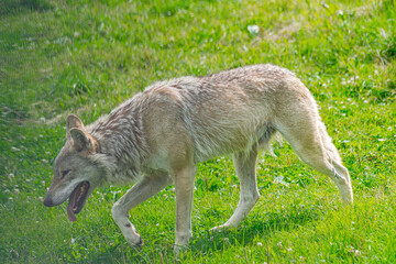 Naklejka na ściany i meble Grey wolf, (Canis Lupus), walking to the left among green grass field