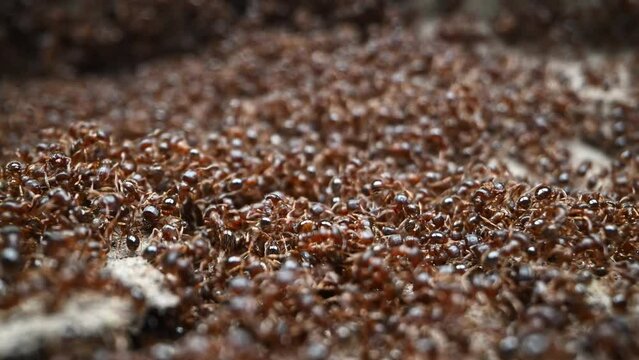 Ants macro video