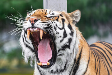 Siberian tiger, (Panthera tigris altaica), roaring with open mouth, close view - obrazy, fototapety, plakaty