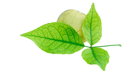 Aegle marmelos or indian bael fruit with green leaves on the white background. Healthy life concept.