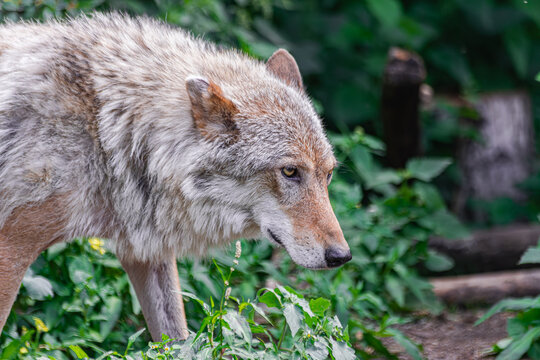 Grey wolf, (Canis Lupus), head portrait with green vegetation background