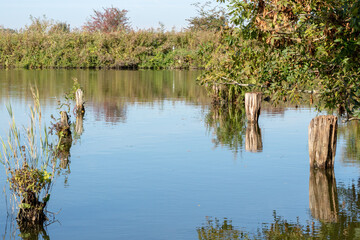 Vestige d'un ponton au bord d'un étang de la Réserve Naturelle Nationale des Étangs du Romelaëre