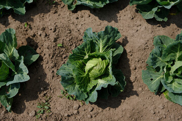 Top view of heads of white cabbage with leaves of natural appearance with holes from pests, with weeds in the garden. Cultivation of cabbage, farm and organic products, organic food