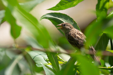 picture of a house sparrow inside the greenery on a sunny day, Passer domesticus