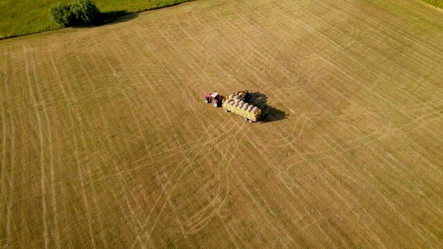 Telehandler load collecting straw bales freight trailer of agricultural tractor. Work in agronomic farm for making business and production organic eco bio animal feed