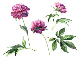 Set of watercolor peonies isolated on white background © Olga F